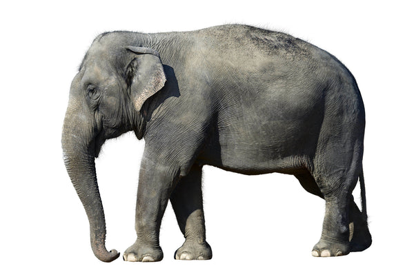 An elephant